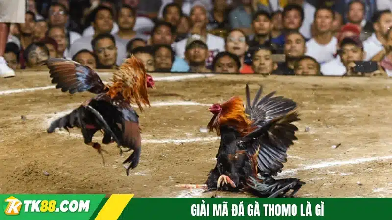 Giải mã đá gà Thomo là gì Giải mã đá gà Thomo là gì